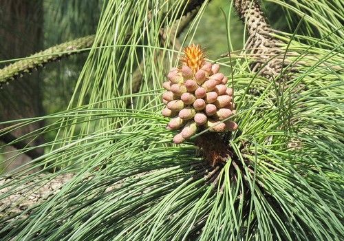 Pinus engelmannii (Apacsfenyő) 