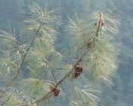 Pinus sabiniana (Szabin fenyő)