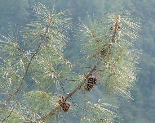 Pinus sabiniana (Szabin fenyő)