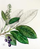 Prunus laurocerasus