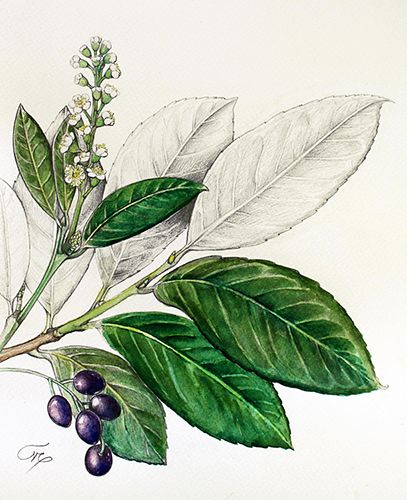 Prunus laurocerasus
