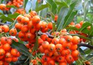 Pyracantha 'Orange Glow' (Narancsvörös bogyójú tűztövis)