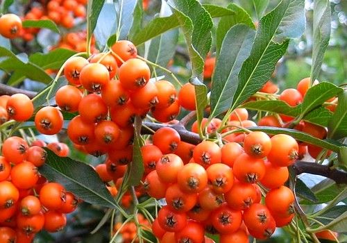 Pyracantha 'Orange Glow' (Narancsvörös bogyójú tűztövis)