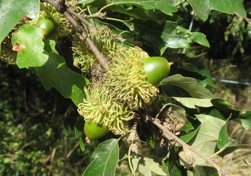Quercus cerris (Csertölgy)