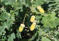 Quercus robur
