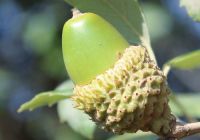 Quercus suber (Paratölgy)
