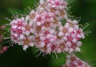 Spiraea japonica ‘Little Princess’ (Japán gyöngyvessző)
