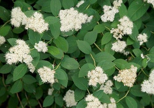 Spiraea miyabei 