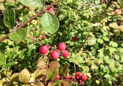 Symphoricarpos chenaultii (Kislevelű hóbogyó)