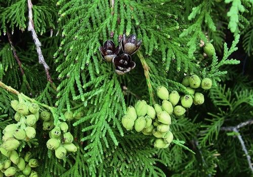 Thuja occidentalis 'Holmstrup' (Holmstrup nyugati tuja)