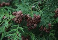 Thuja occidentalis (Nyugati tuja)