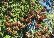 Thuja plicata (Óriás tuja)