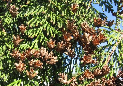 Thuja plicata (Óriás tuja)