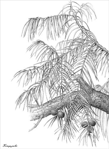 Torreya jackii
