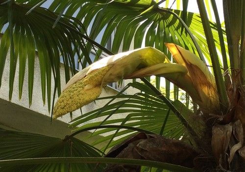 Trachycarpus fortunei (Kínai kenderpálma) 