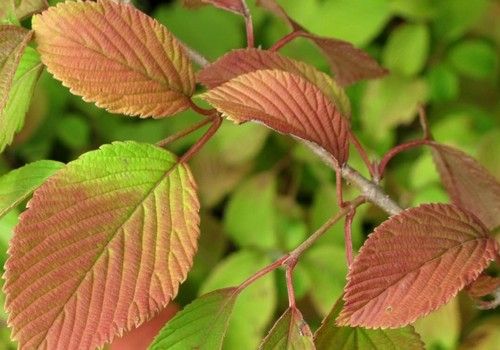 Viburnum plicatum (Redős bangita)