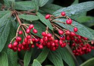 Viburnum rhytidophyllum (Ráncoslevelű bangita) 60-80 cm