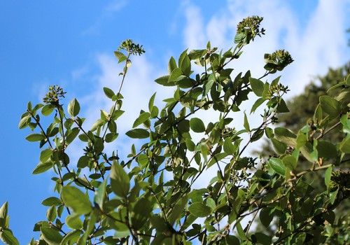 Viburnum x burkwoodii (Tavaszi bangita) 