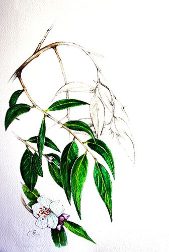 Camellia cuspidata