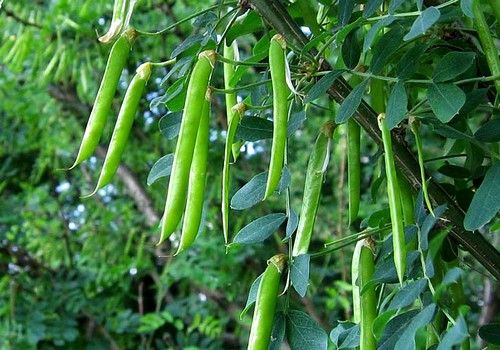 Caragana arborescens (Borsófa)