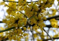  - Kattinson a nagyobb méretért