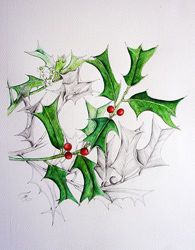 Ilex cornuta