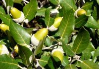Quercus ilex (Magyaltölgy)