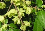 Ulmus minor (Mezei szil)